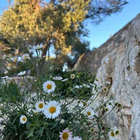 A L'ombre Des Pins Nimes