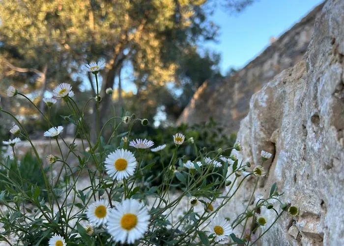 A L'ombre Des Pins Nîmes
