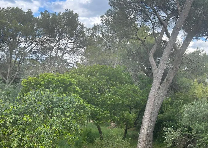 A L'ombre Des Pins Maison d'hôtes