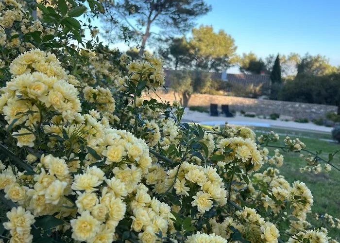 A L'ombre Des Pins Maison d'hôtes Nîmes
